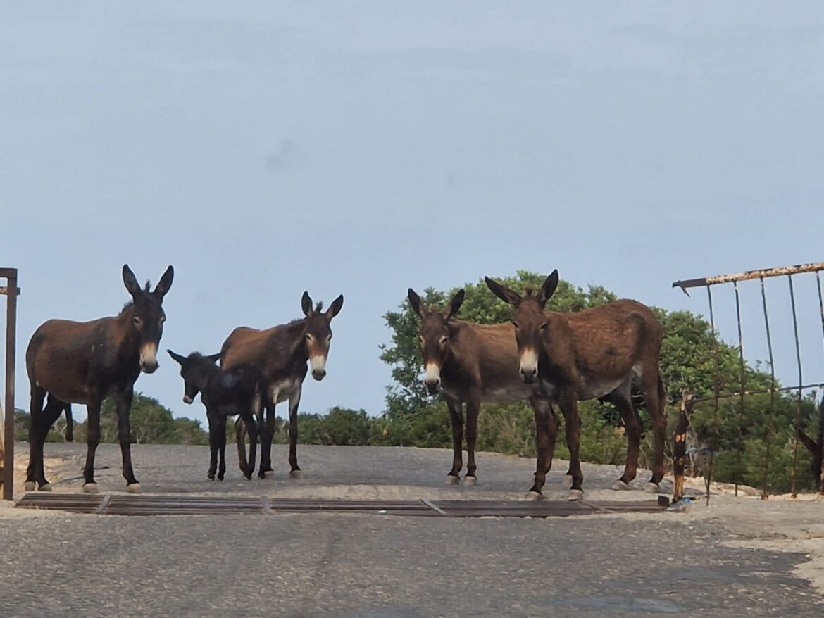 Wildesel Wildesel Dipkarpaz